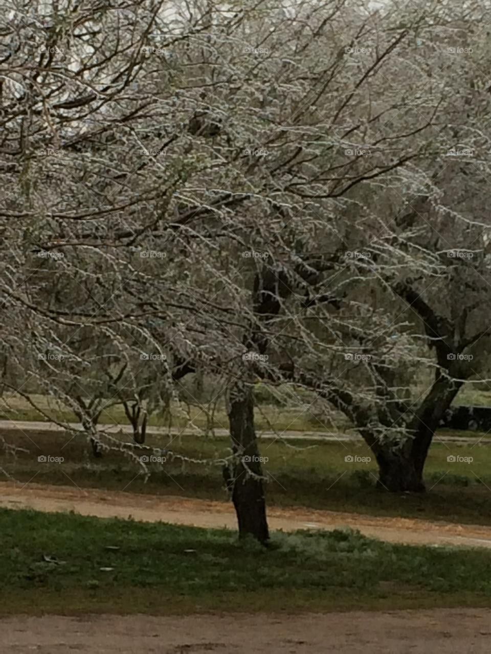 icy tree