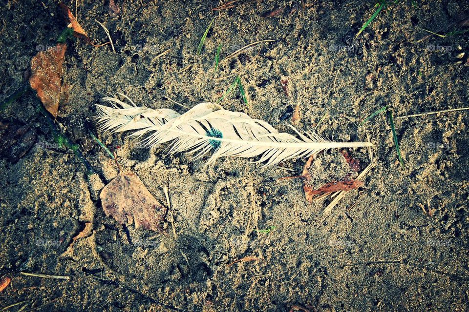 grass sand feather leaves by leta
