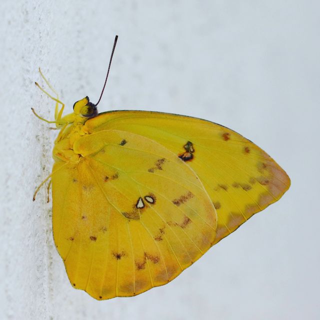 butterfly