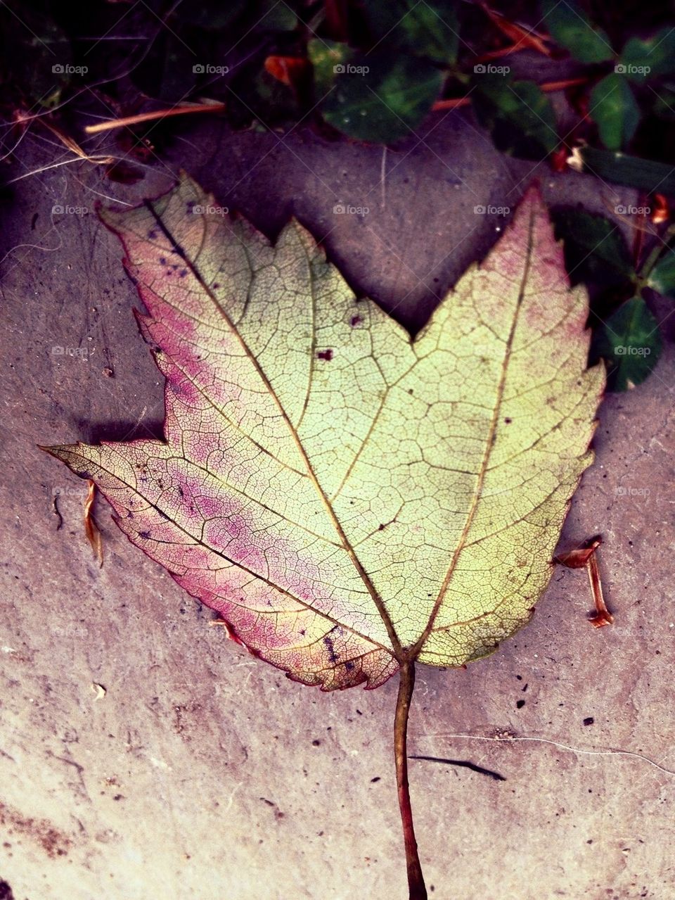 Fall in New England