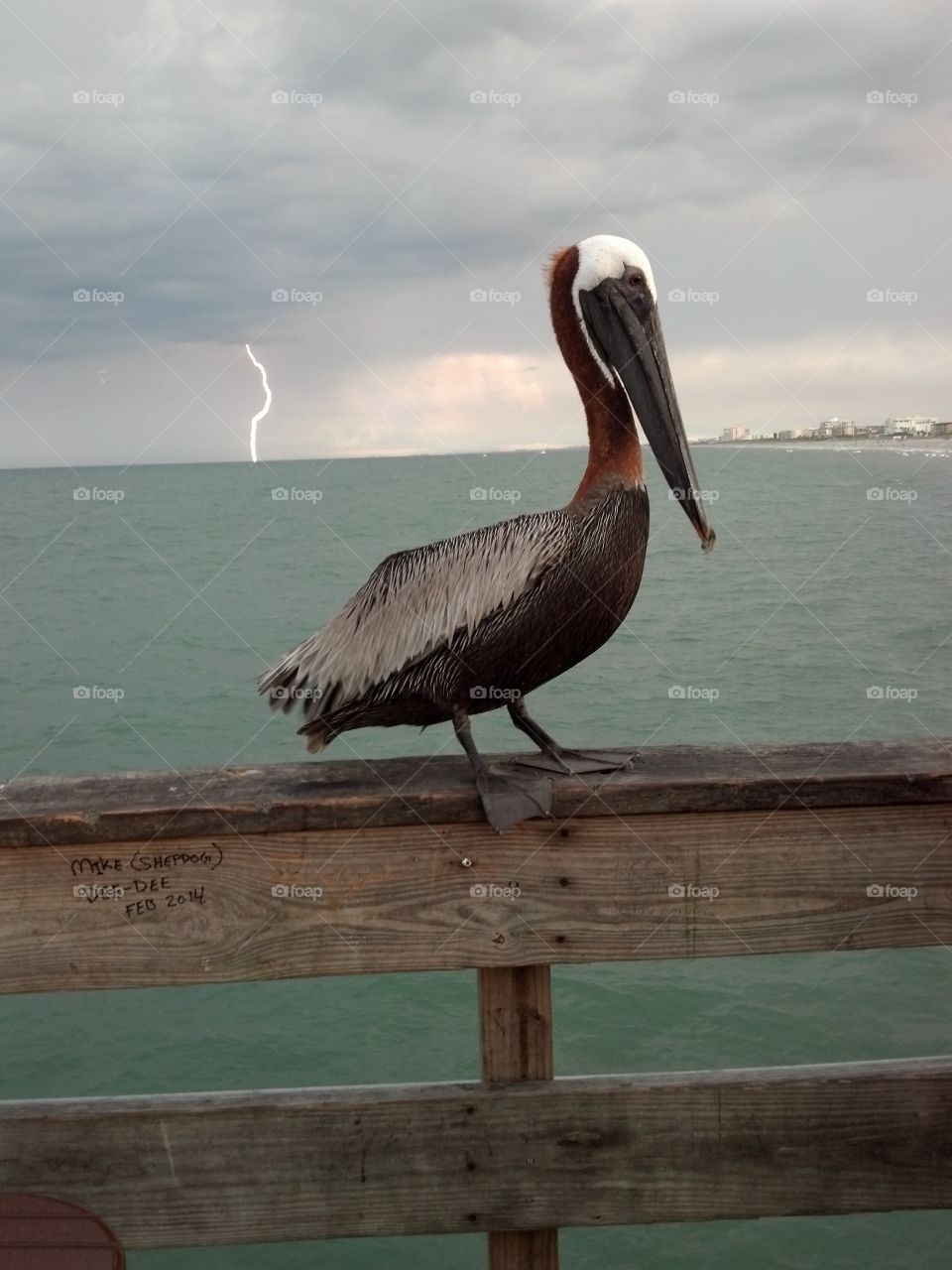 Pelican on pier with lightning striking
