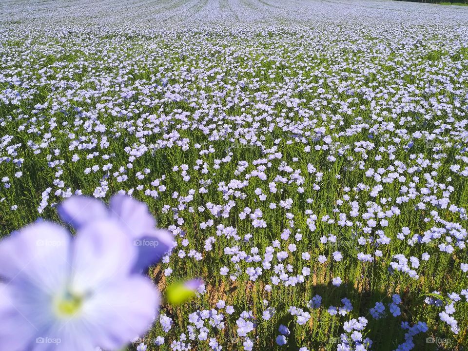 cultivation of flax flowers