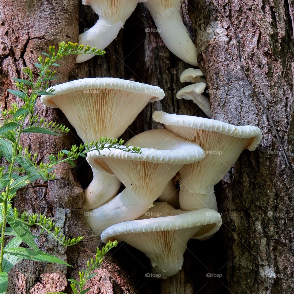 These beautiful oyster mushrooms ripe for the picking. So fortunate we have these growing in our back woods. 