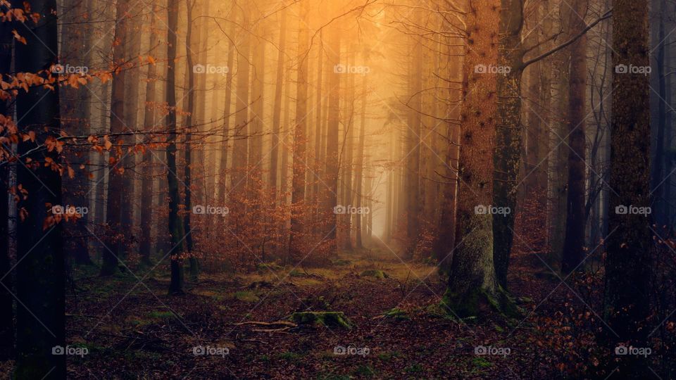 Beautiful forest landscape in fog