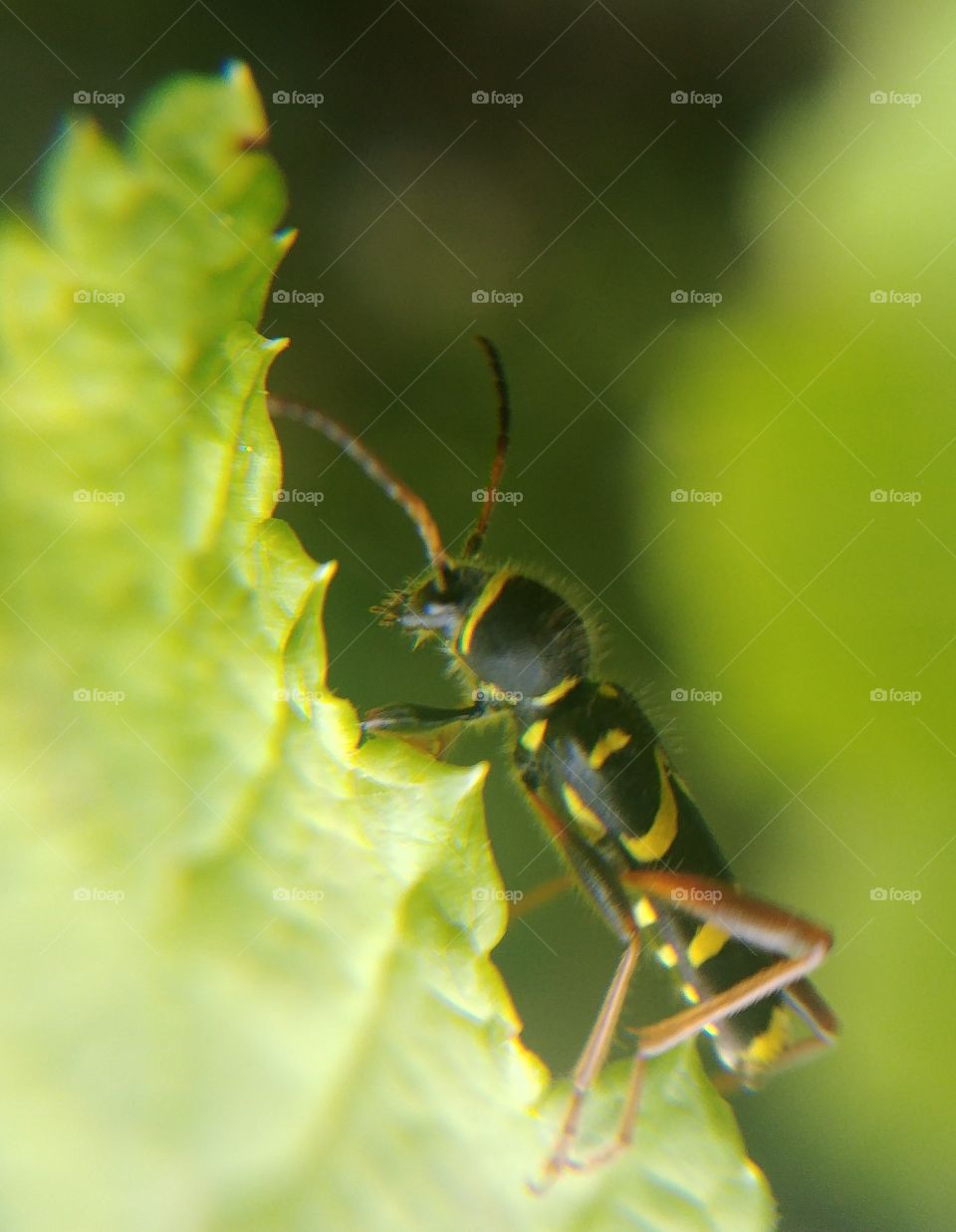 insekt käfer gelb schwarz blatt