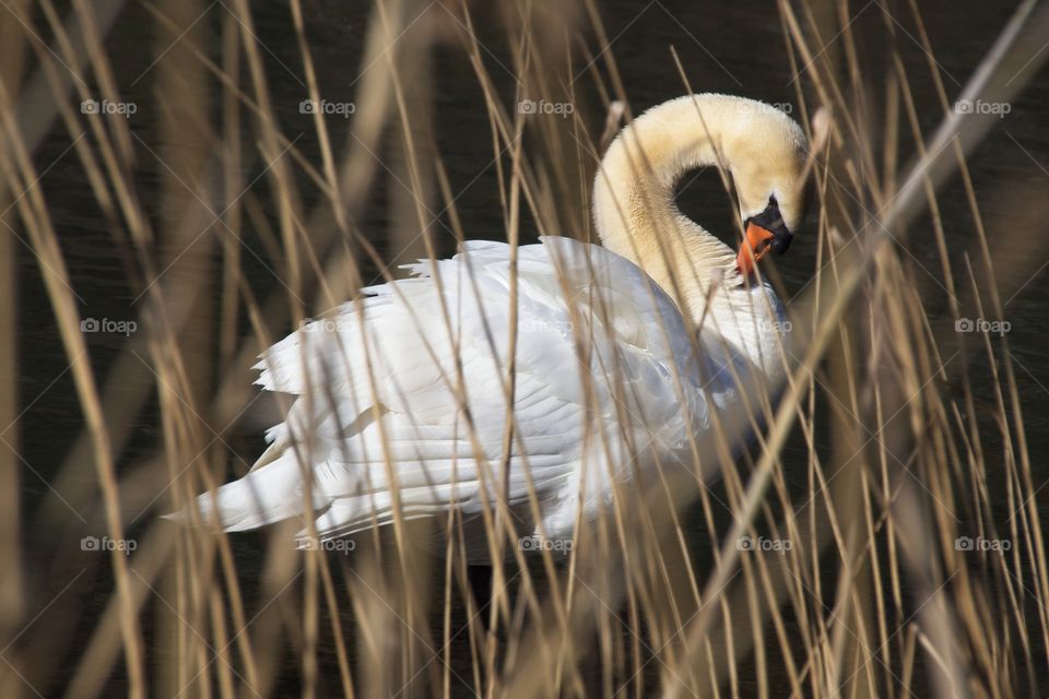 close up of a white swan