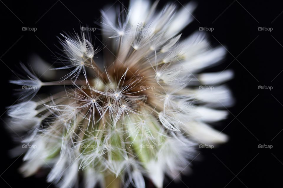 Dried dandelion macro