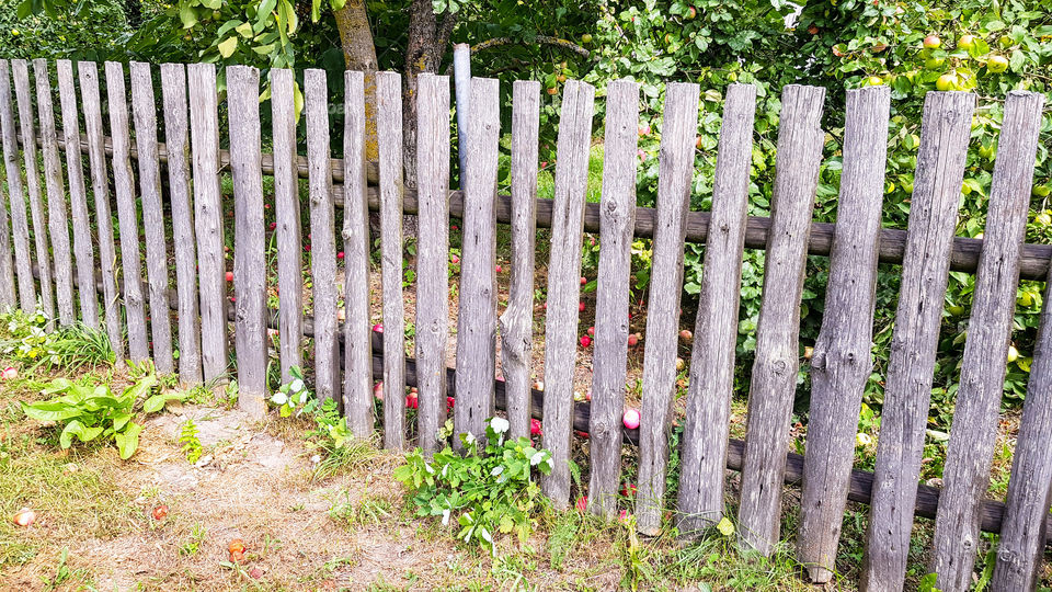 wooden fence. apples