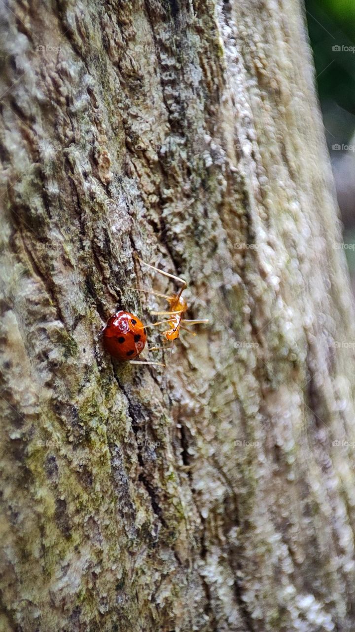 Ants disturbing a lady / walking away lady without accepting proposal