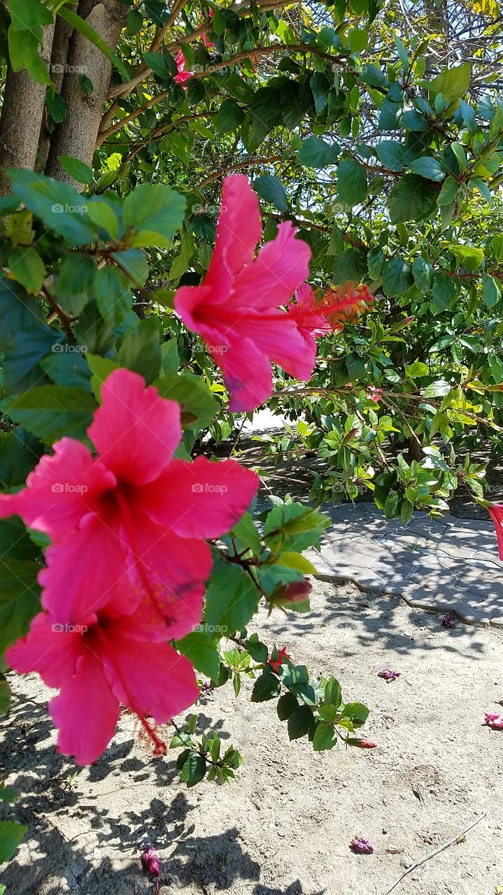 pink flowers