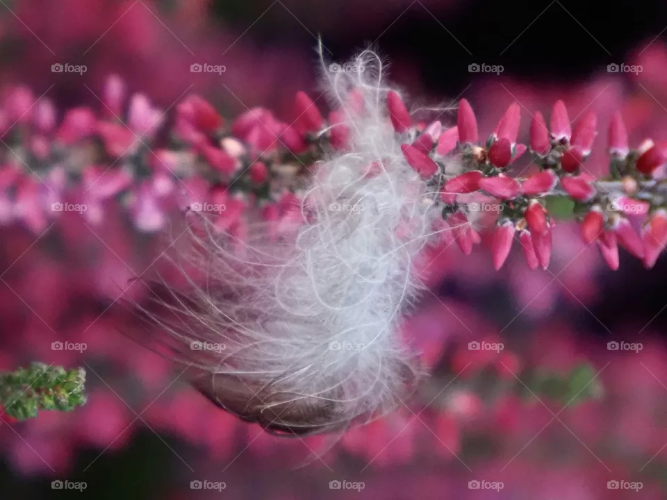 Feather