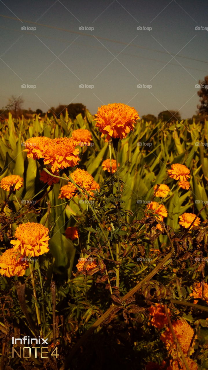 flowers