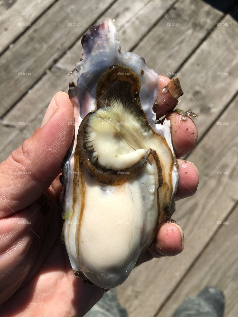 fresh Alaskan oyster 
opened oyster 