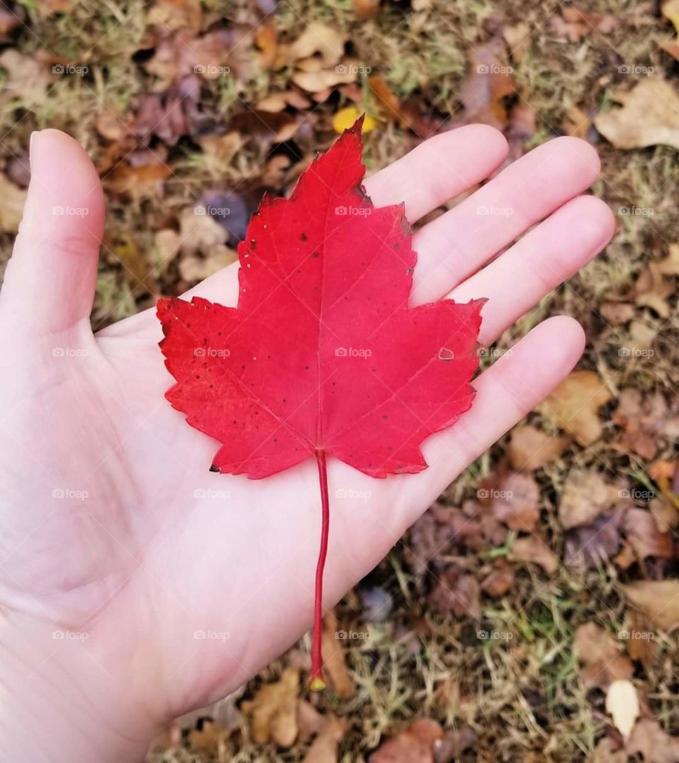 red leaf in fall