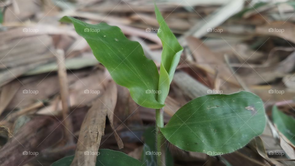 New plant with beautiful leaves in spring time.