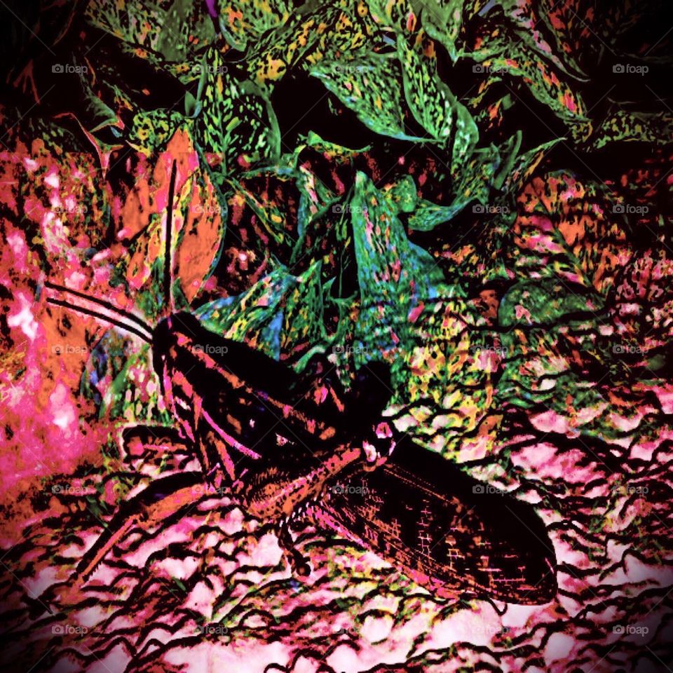Psychedelic grasshopper 