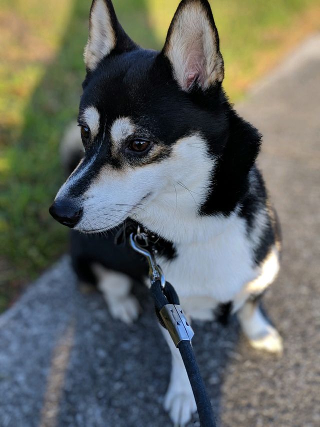 Stud Dog Alaskan Klee Kai Shiba Inu Mix Breed Your Dog