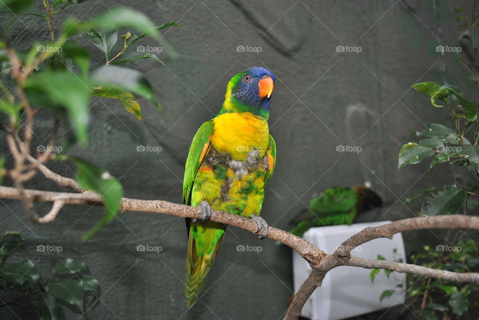 Colorful parrot in Bush Gardens, Tampa, Flowers