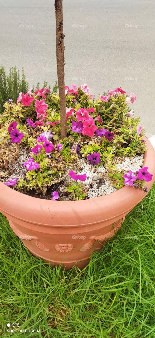 Beautiful purple flowees.