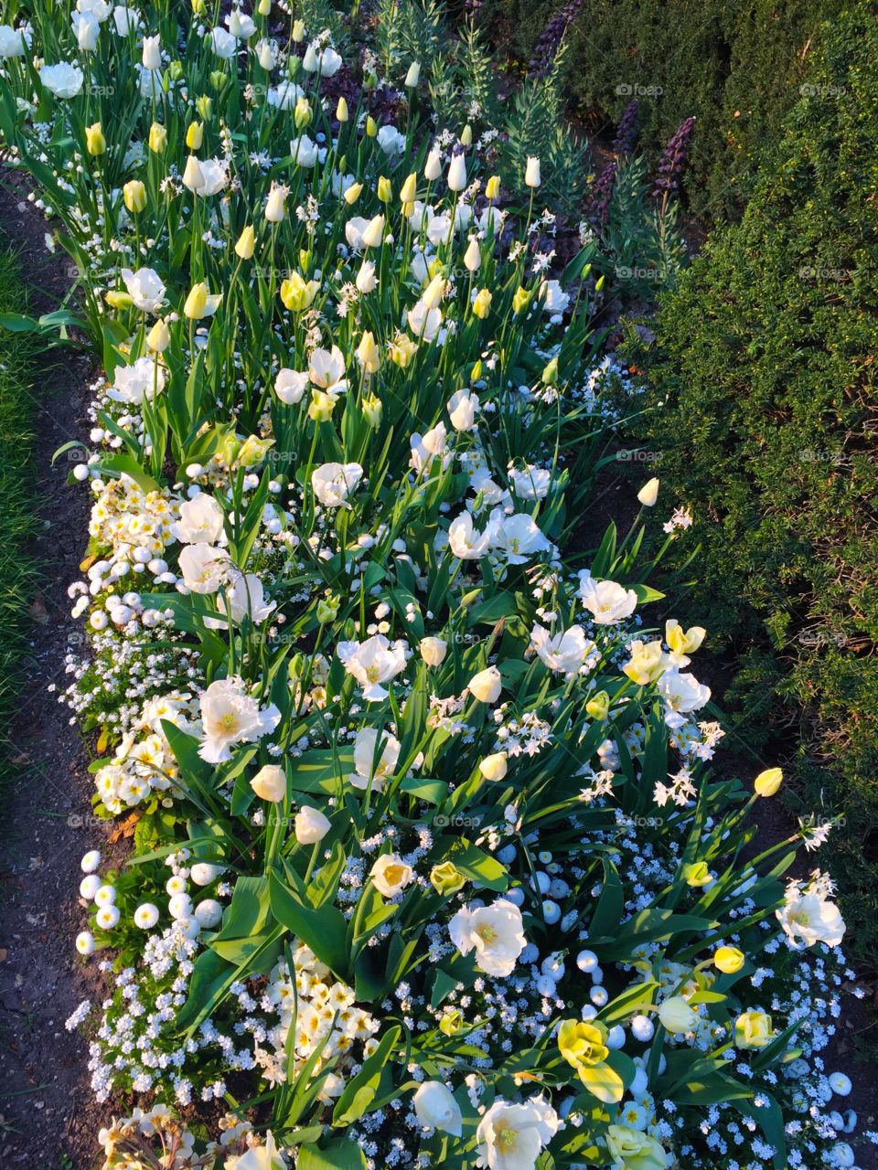 White flowers on flower-bed 