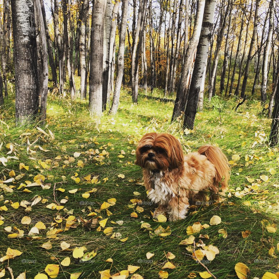 Puppy playing in the leaves