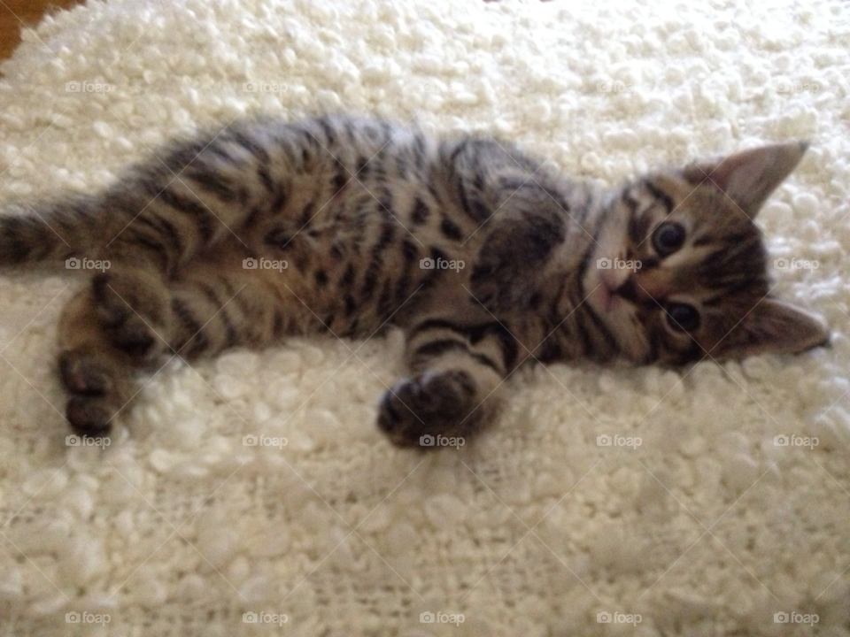 baby kitten bengal my little tiger by deanna93