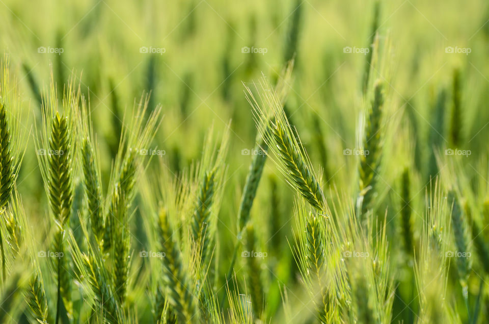 Green wheat field