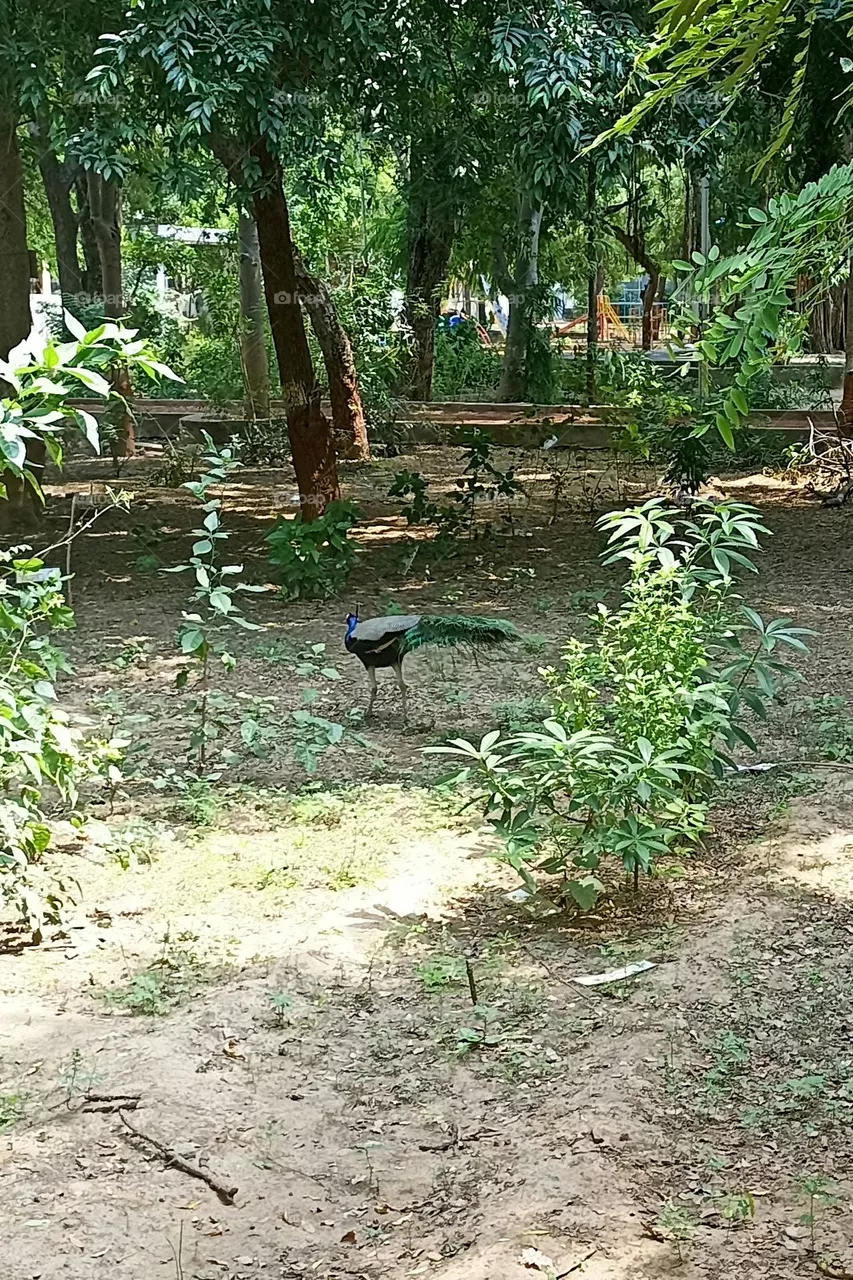 peacock
