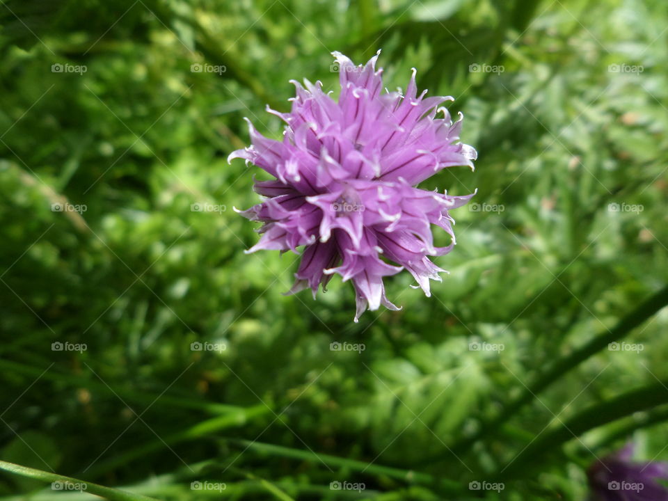 Summer feeling. Purple