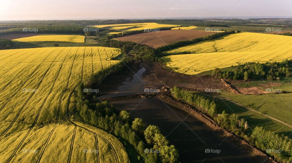 Yellow fields 