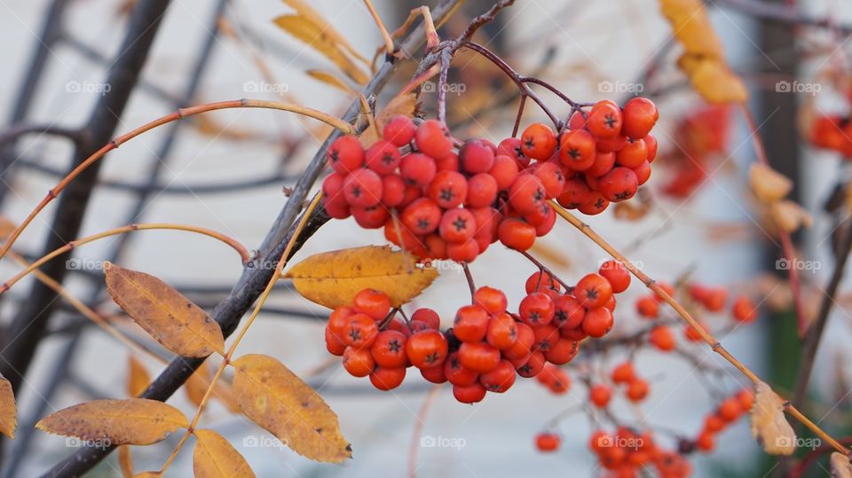 No Person, Fall, Fruit, Tree, Rowan