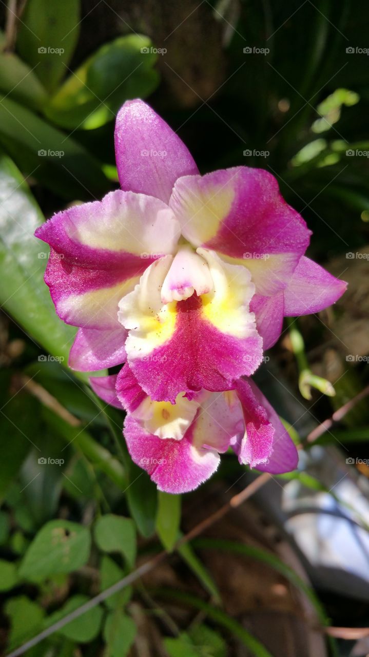 Beautiful orchid in bloom