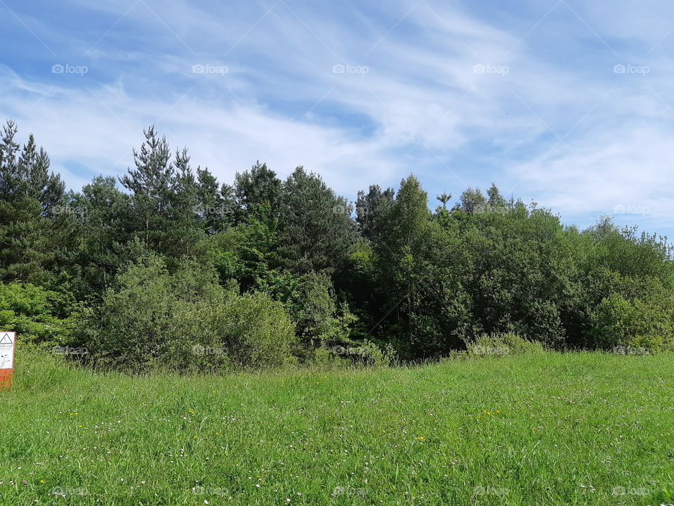 Trees with a nice blue sky