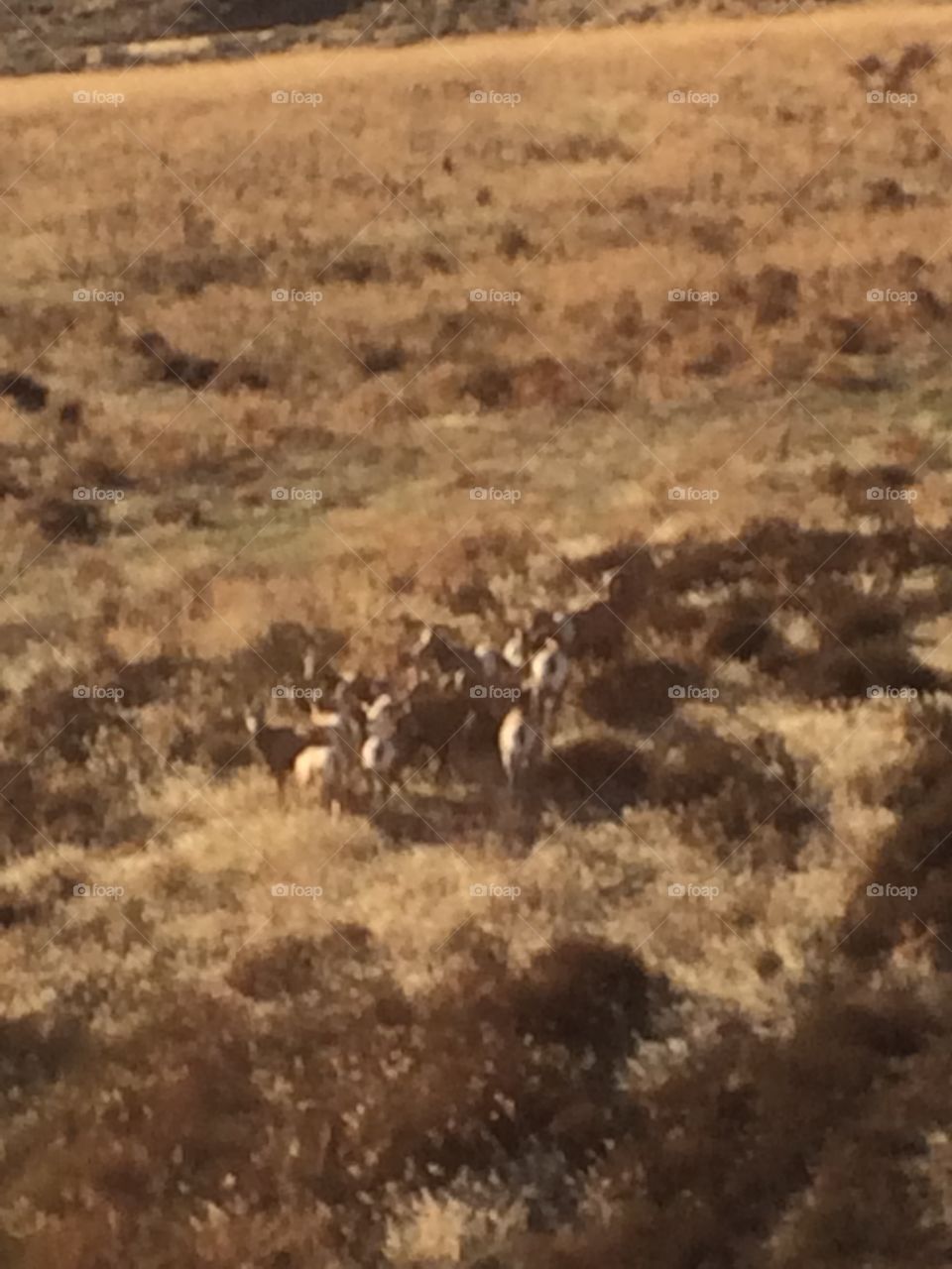 Kamloops hike wildlife! 