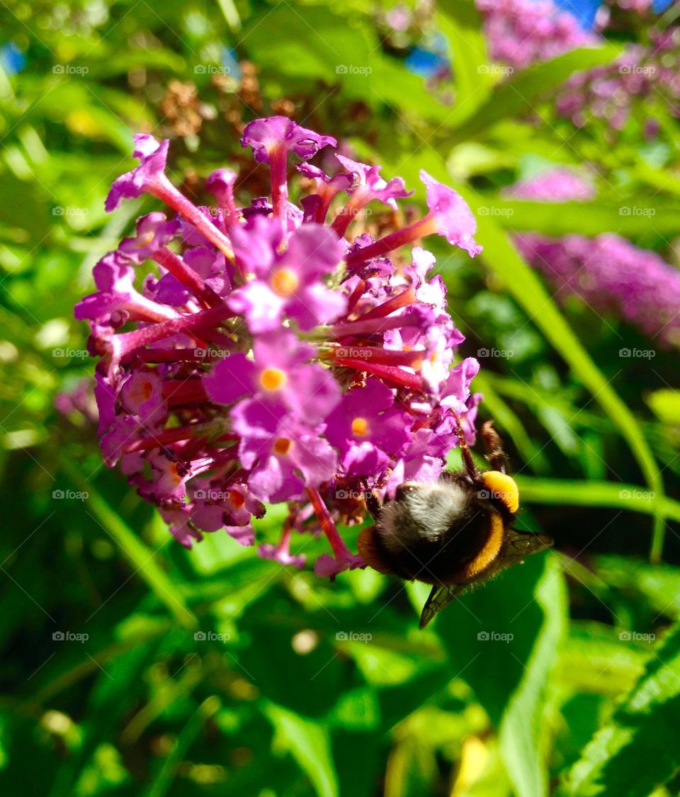 Hungry bee. Sunset in the garden