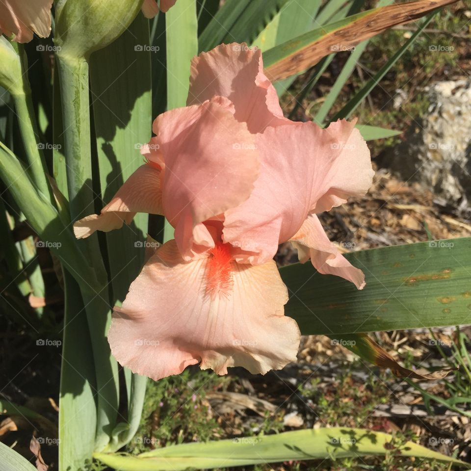 I Spread My Wings. Iris, cultivar "Guardian Angel"