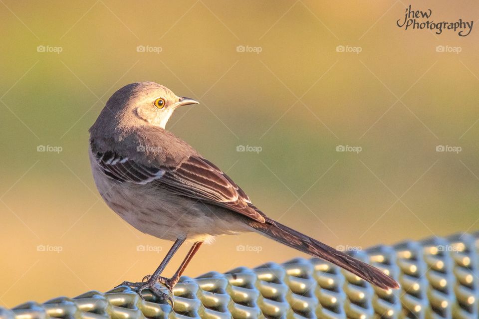 Northern Mockingbird