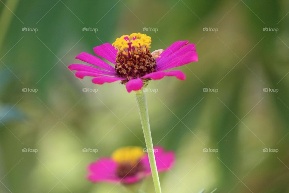 beautiful flower head