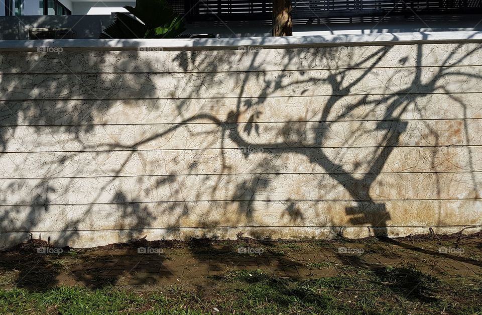 Landscape background of shadow of trees against wall on sunny day