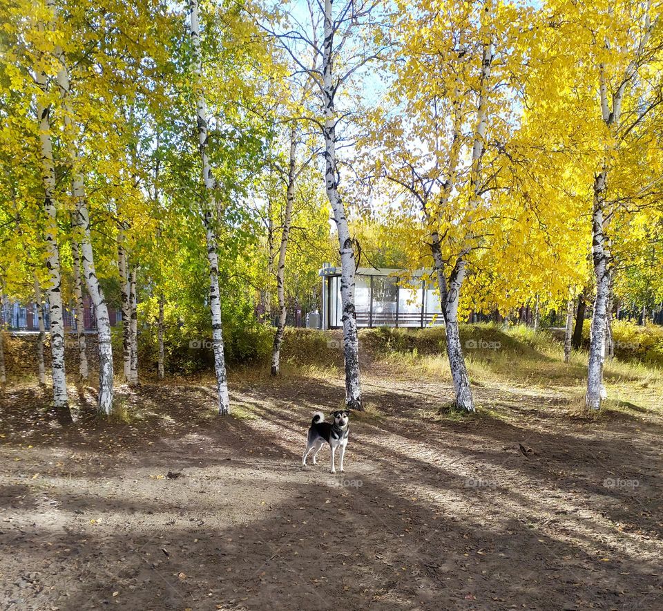 Sunny autumn morning