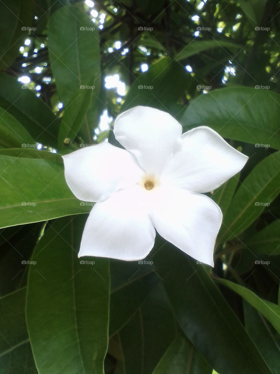 Cerbella modocom flowers flourish in tropical Indonesia