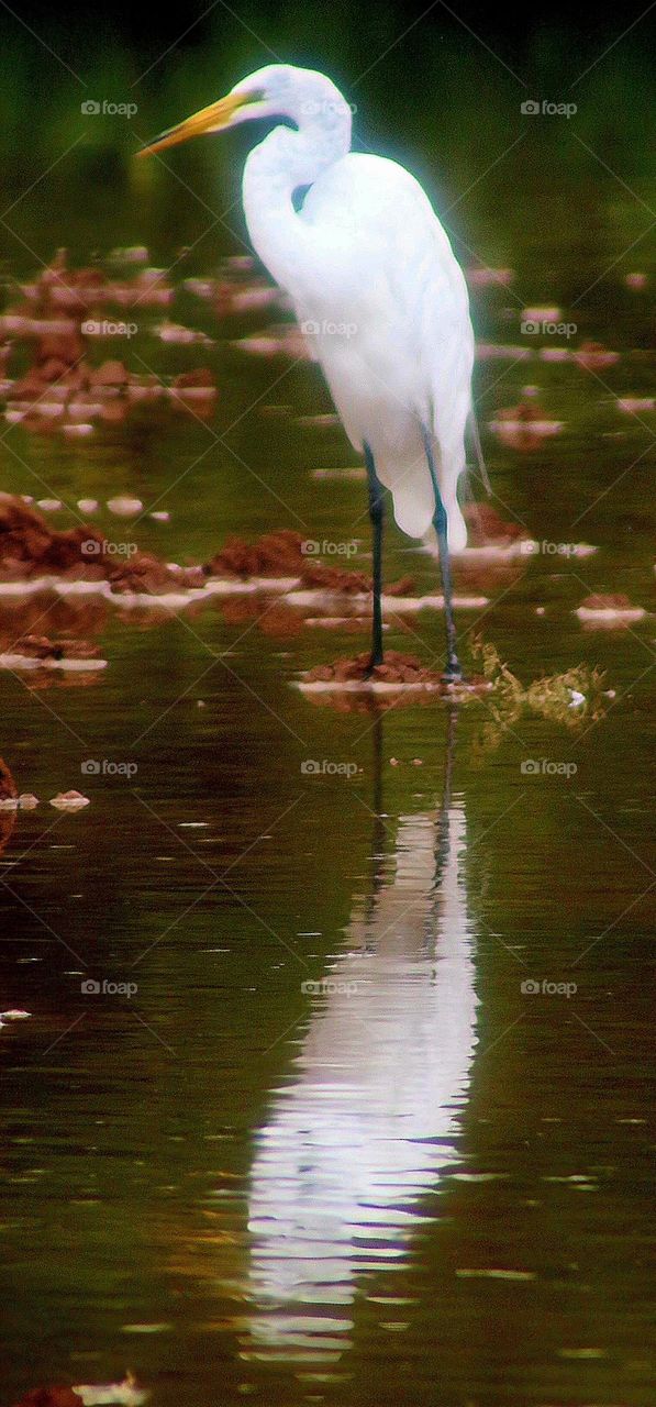 Great Egret and a Reflection