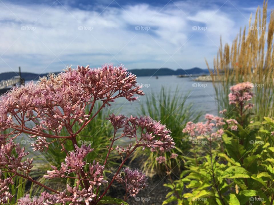Pink Flowers on the Hudson River
