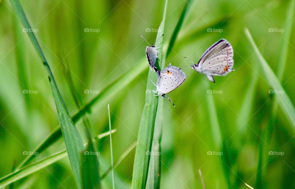 Butterflies Fly Away - tiny blue butterflies on blades of brome grass in a meadow