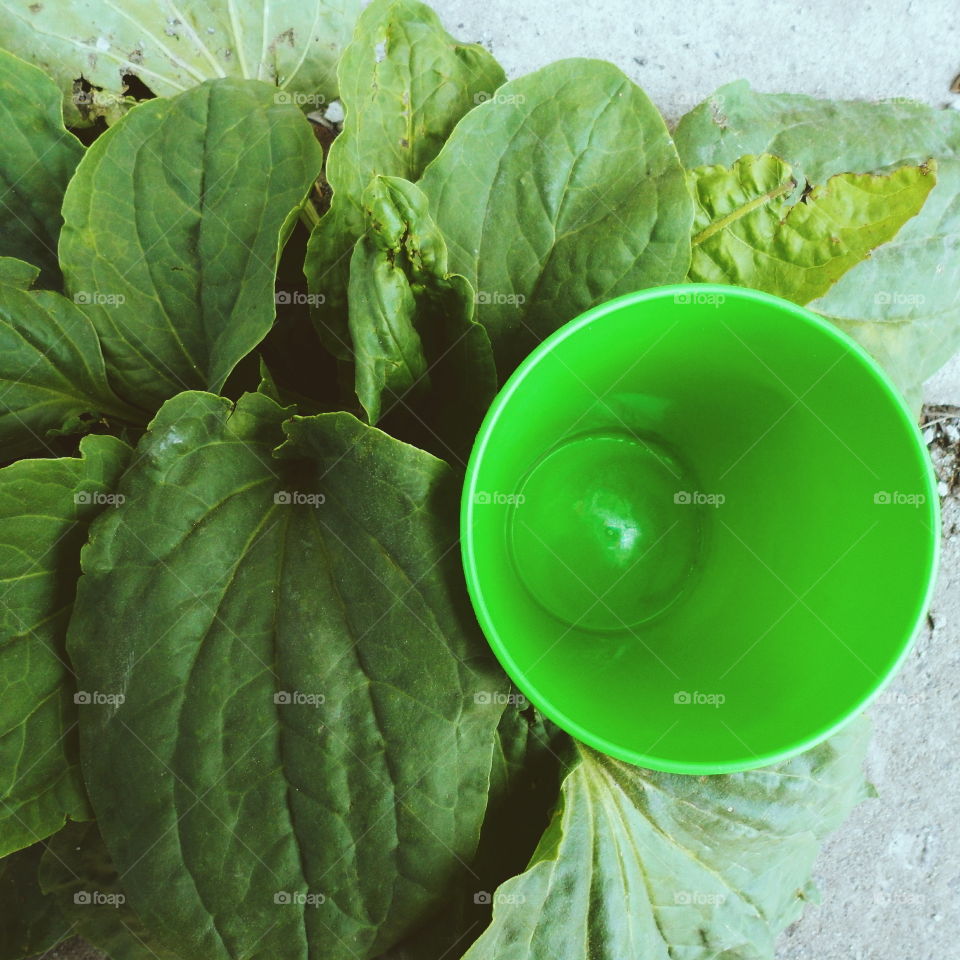 Green plastic glass and leaves of plantain