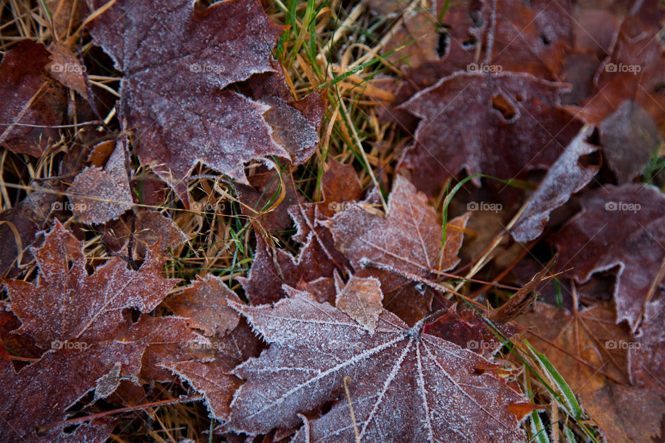 fall /winter frost