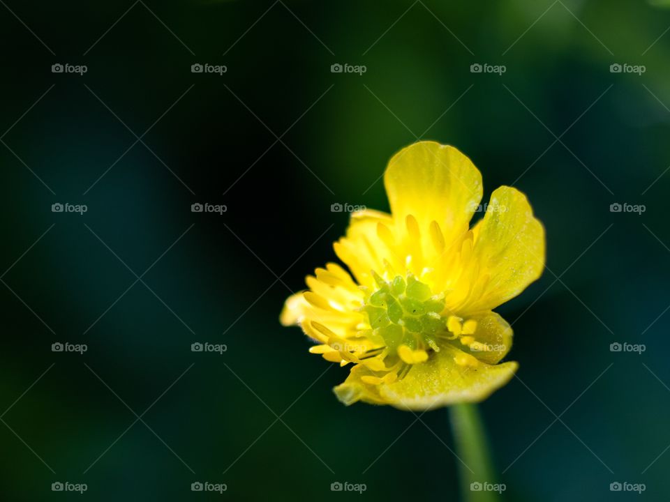 Yellow flower in macro