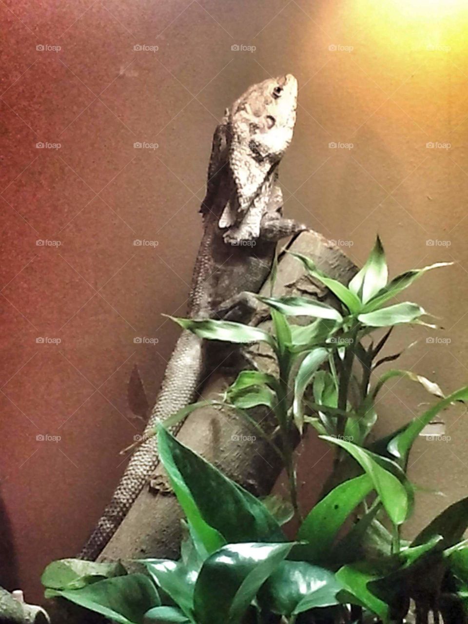 new guinea grilled lizard