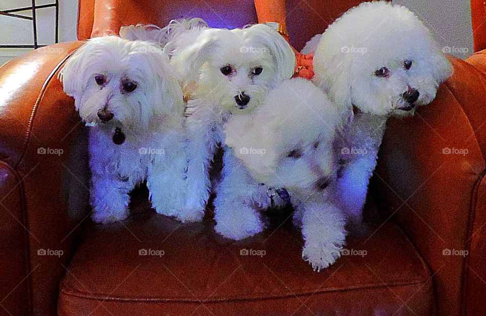 Bichons and friends