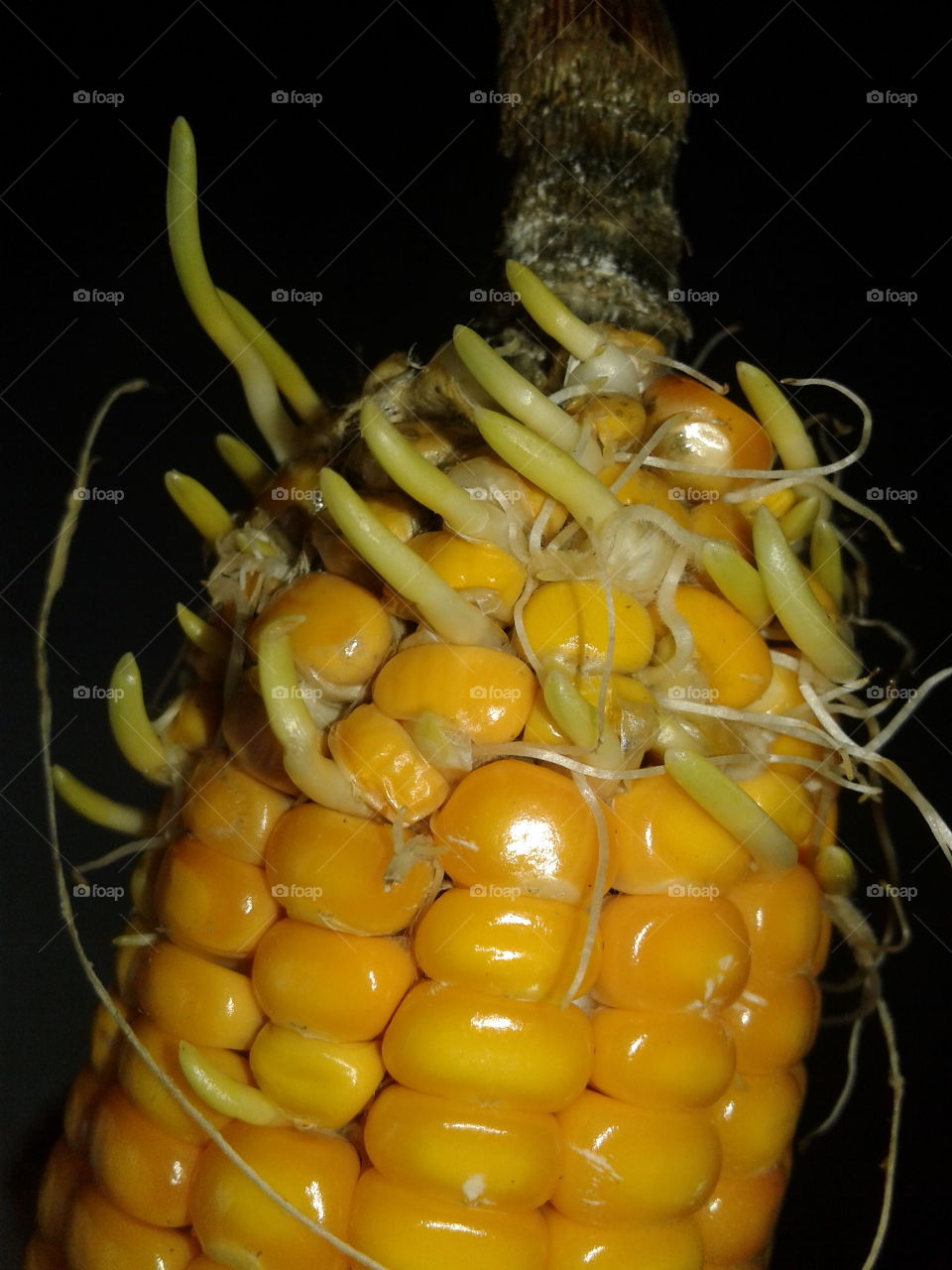 corn